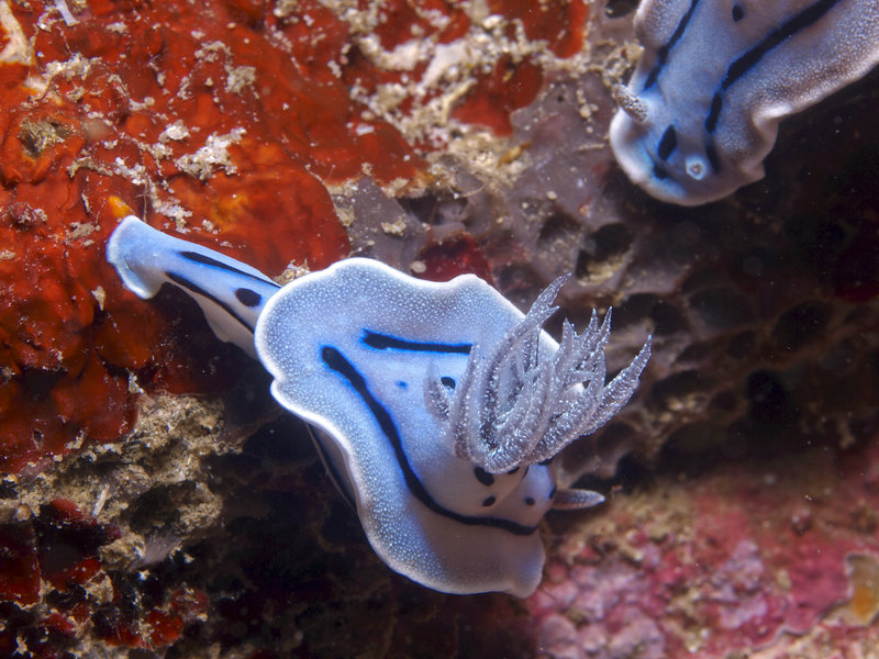 Nudibranch, Monkey Beach Wreck